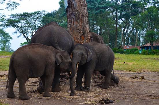 Coorg Tourism - An Insight into Wildlife Tours 3